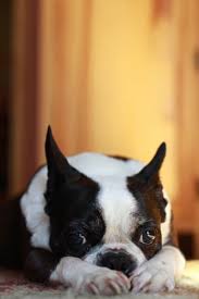 Boston Terrier Dog Breed Information Complete Guide