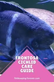 Frontosa Cichlid Diet Size Lifespan Cost Breeding
