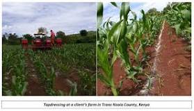 Top Dressing Fertilizer For Maize: Why Timing Is Key - Cropnuts
