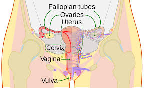 Cervix Wikipedia