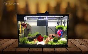 Male bettas are colorful little gems that radiate personality. Betta Fish Tank Decorations Best Ideas To Keep Your Pet Fish Happy
