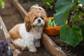 How To Keep Dogs Out Of Garden 10