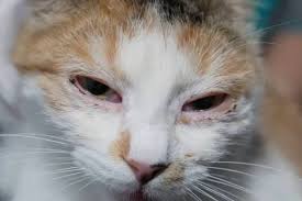 symptoms of feline herpes a review of