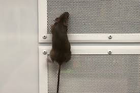 Do It Yourself Mouse Prevention