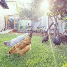 Provide your chickens a nutritional boost and build a lasting. Backyard Chickens 101 What To Expect When You Re Expecting Homestead And Chill