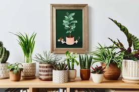 Plant Shelf Ideas To Create The Green