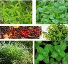 Resultado de imagem para fotos de ervas aromaticas e especiarias
