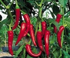 Hungarian Paprika Pepper – Mary's Heirloom Seeds