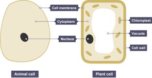 Organism that breaks down dead plant and animal material so nutrients can be recycled back to the soil or water. Ks3 Cell Organelles Flashcards Quizlet