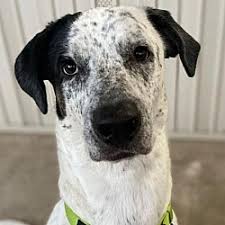 See more ideas about great dane, puppies, dane puppies. Great Dane Puppies For Sale In Iowa Adoptapet Com