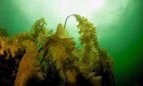 New Gulf Of Maine Study Investigates Return Of Kelp