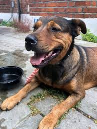 A very, very large dog, wide and hairy, like a cross between a rottweiler and a goodyear blimp. Roxy 7 Year Old Female Rottweiler Cross Staffordshire Bull Terrier Available For Adoption