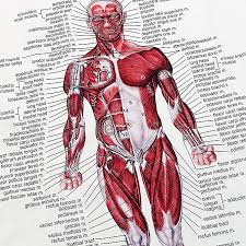 40 Faithful Body Anatomy Picture Chart