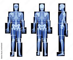 set of x ray skeleton human body parts