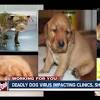 Story image for pet news articles from WRTV Indianapolis