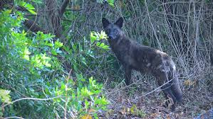 Free online listings of local dachshunds. Fwc Working With Pinellas County To Combat Coyote Problems Pinellas County Tbnweekly Com