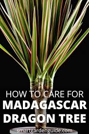 Oftentimes, dracaena species have 1 main stem and a few additional stems. Madagascar Dragon Tree Care Dracaena Marginata Smart Garden Guide
