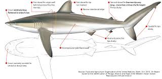 Carcharhinus Falciformis Shark References