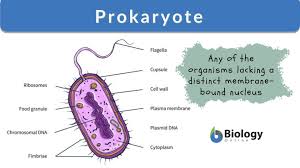 prokaryote definition and exles