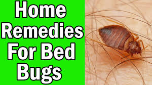 does salt kill bed bugs an effective