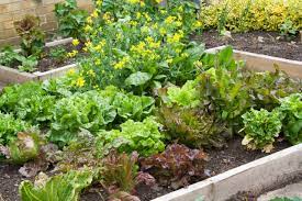 small vegetable garden plans layouts