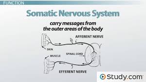 somatic nervous system parts
