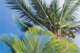 coconut tree vs palm tree what s the