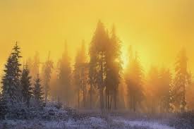 yellow sky sunbeam sunrise trees winter