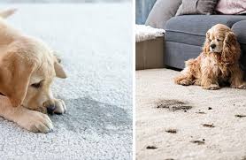 pet stain removal from carpets in