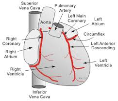 Cv Physiology Coronary Anatomy And Blood Flow