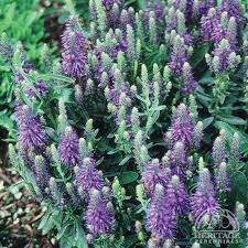 Plant Profile for Veronica allionii - Alpine Speedwell Perennial