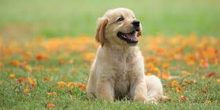 Cutest Types Of Puppies gambar png