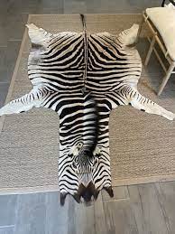zebra skin rug trophy grade hide ebay