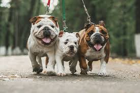 Exercise And Your English Bulldog Castlewood Bulldogs