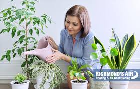 Best Plants To Improve Home Air Quality