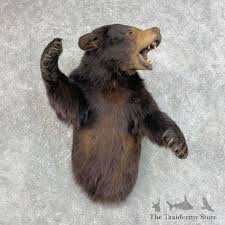 Black Bear 1 2 Life Size Taxidermy