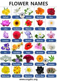 Flower Names Flowers Name List