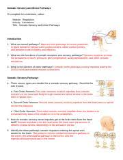 somatic sensory worksheet somatic