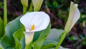 growing calla lilies how to grow and