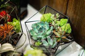 to plant succulents in glass containers