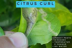 citrus leaves curling causes 5 fi