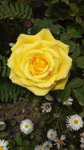 yellow rose in bloom free stock photo