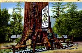 big tree drive thru avenue of the