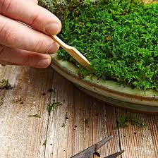 How To Make A Tabletop Moss Garden