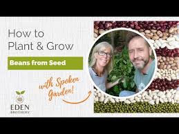 How To Plant And Grow Beans From Seed