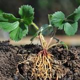 How deep do strawberry roots grow?