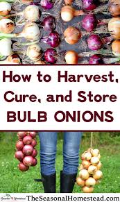 How To Harvest Cure And Onions