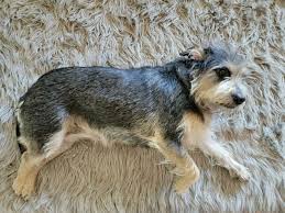 dog on carpet or rug 8203029