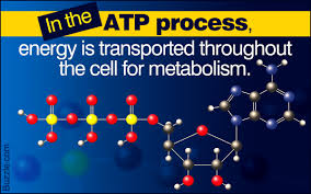 Aerobic respiration starts in the cytoplasm, then proceeds in the mitochondria, where fuel is broken down and atp is released. A Beginner S Guide To Aerobic Cellular Respiration And Its Stages Biology Wise
