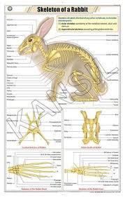 Skeleton Of Rabbit For Zoology Chart